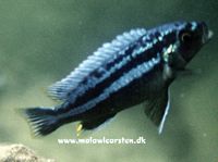 Melanochromis vermivorus Mumbo Island